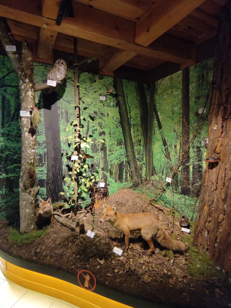 Centrum edukacyjne w którym jest wystawa przyrodnicze. Makieta lasu na której są gatunki zwierząt i roślin